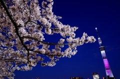 夜桜×スカイツリー
