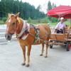 馬車