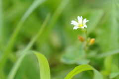 野草