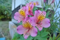 お花