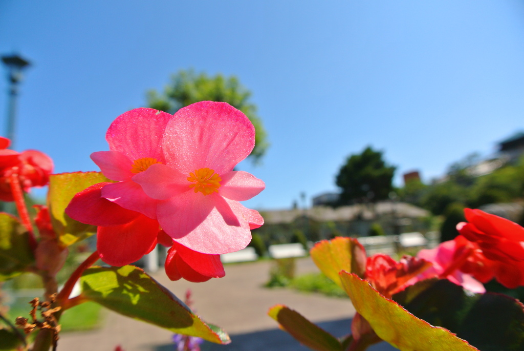 花
