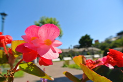 花