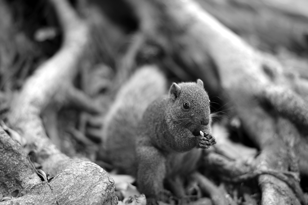 Squirrel