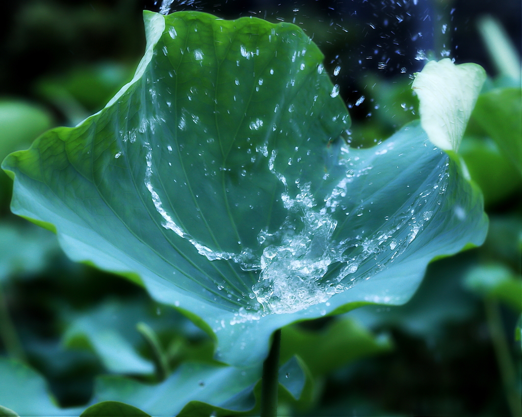 荷葉.水灑