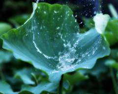 荷葉.水灑