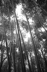瞬間交錯的幻象.常令我心神迷惘