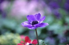 花心