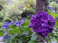 「紫」陽花