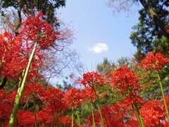 彼岸花