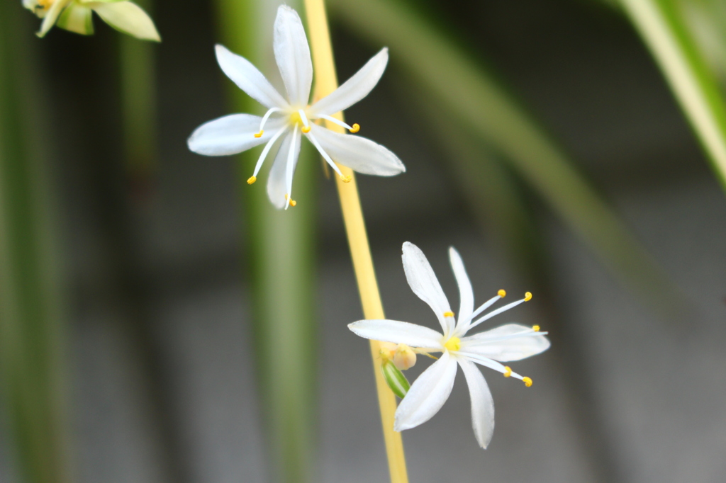 自生の花