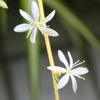 自生の花