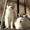 左>おまえ、また肥えたな。　右>うるさいわね!それよりもっと稼いできな!!　