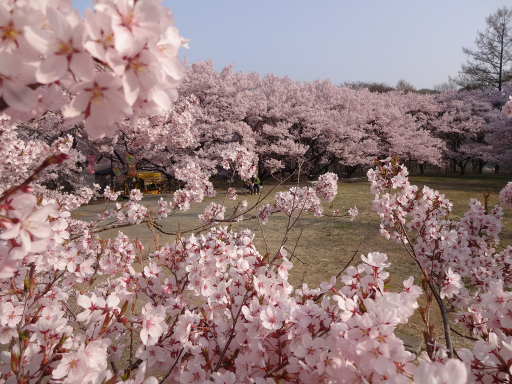 高遠の桜