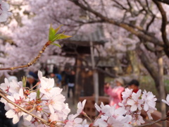 高遠城の桜