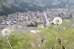 白川郷のたんぽぽ