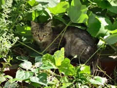 ねこ
