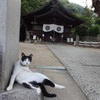 艮神社のねこ