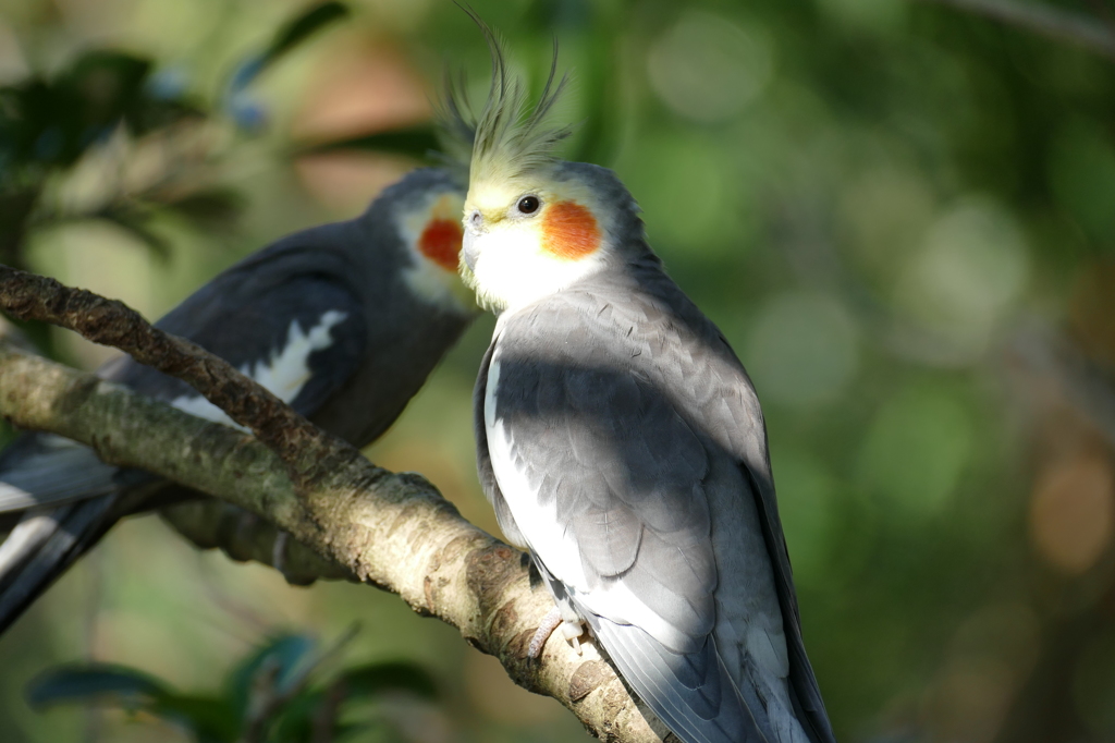 オカメインコ　②