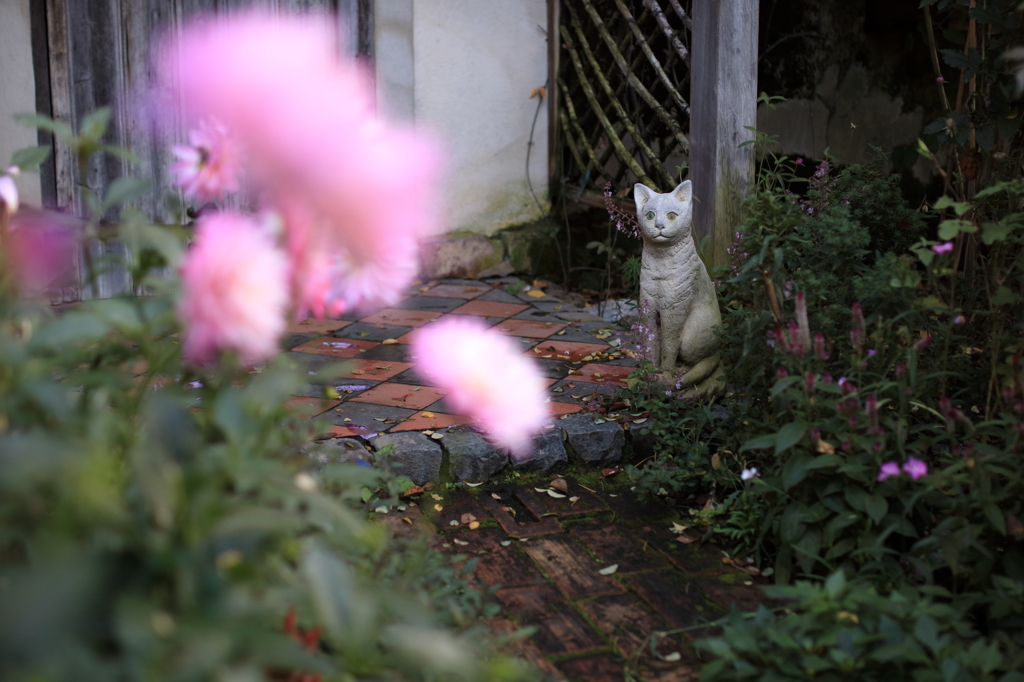 見つめるキャッツアイ By モンス君 Id 写真共有サイト Photohito