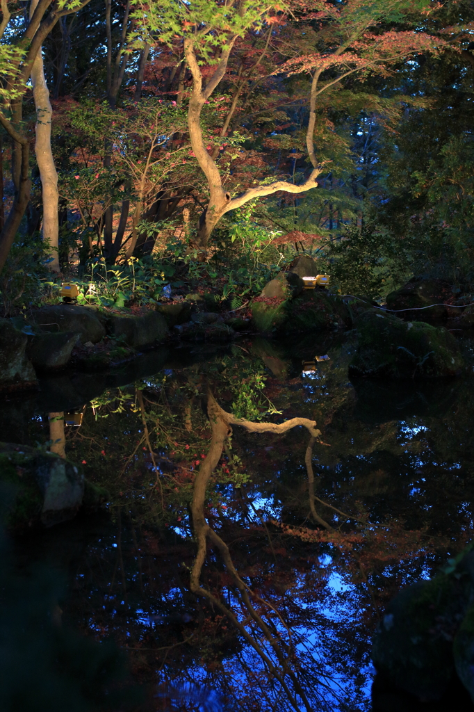 紅葉を写す