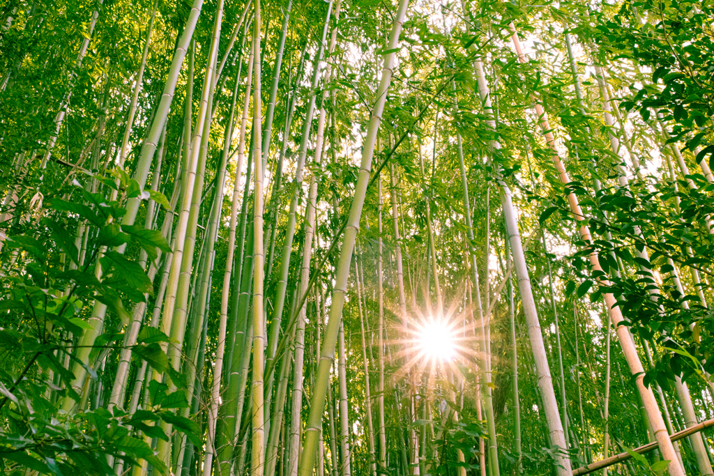 竹林