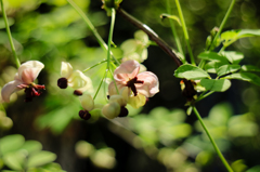 アケビの花
