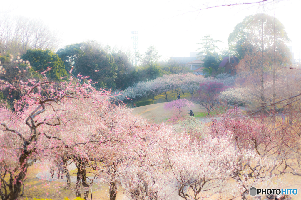梅林公園