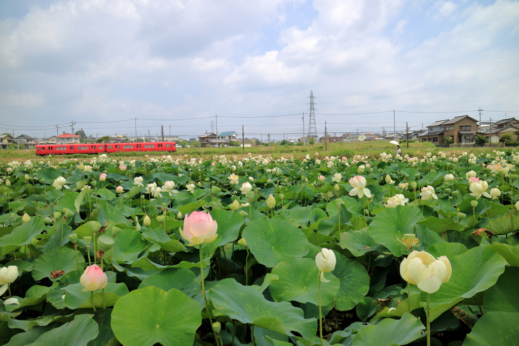 蓮の花と赤電車