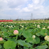 蓮の花と赤電車