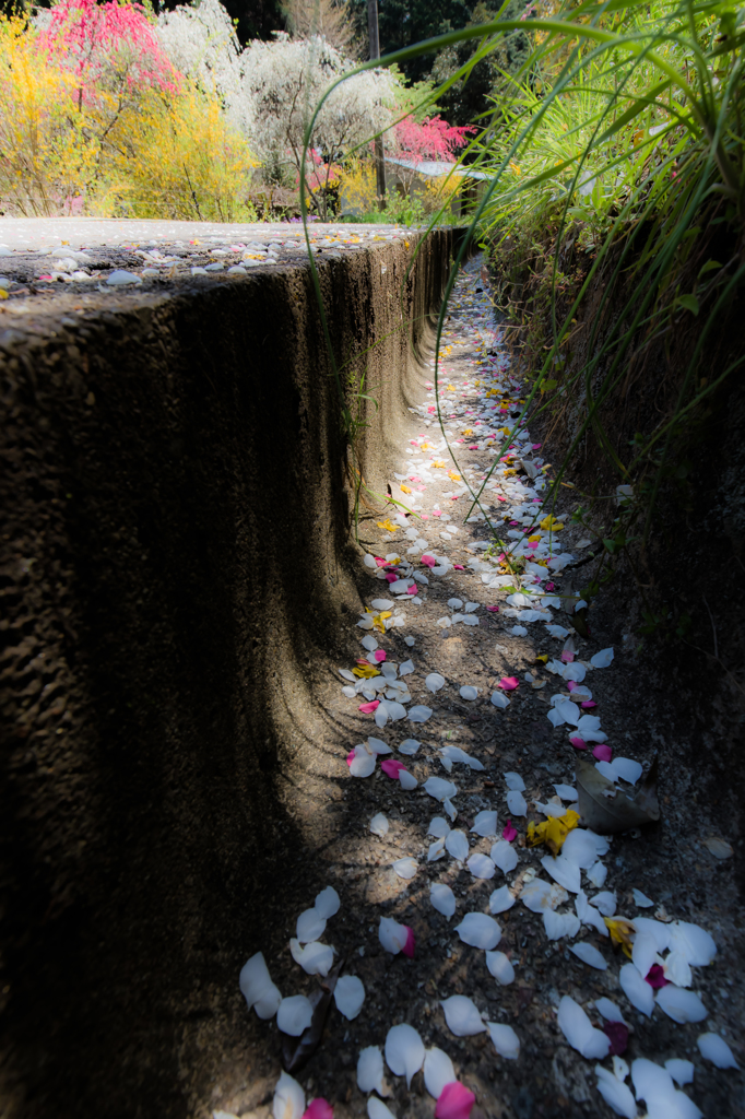 花の命