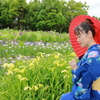 黄色い菖蒲