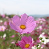 普通にコスモス