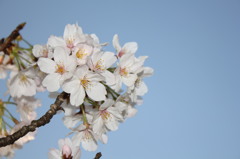 蒼白の桜
