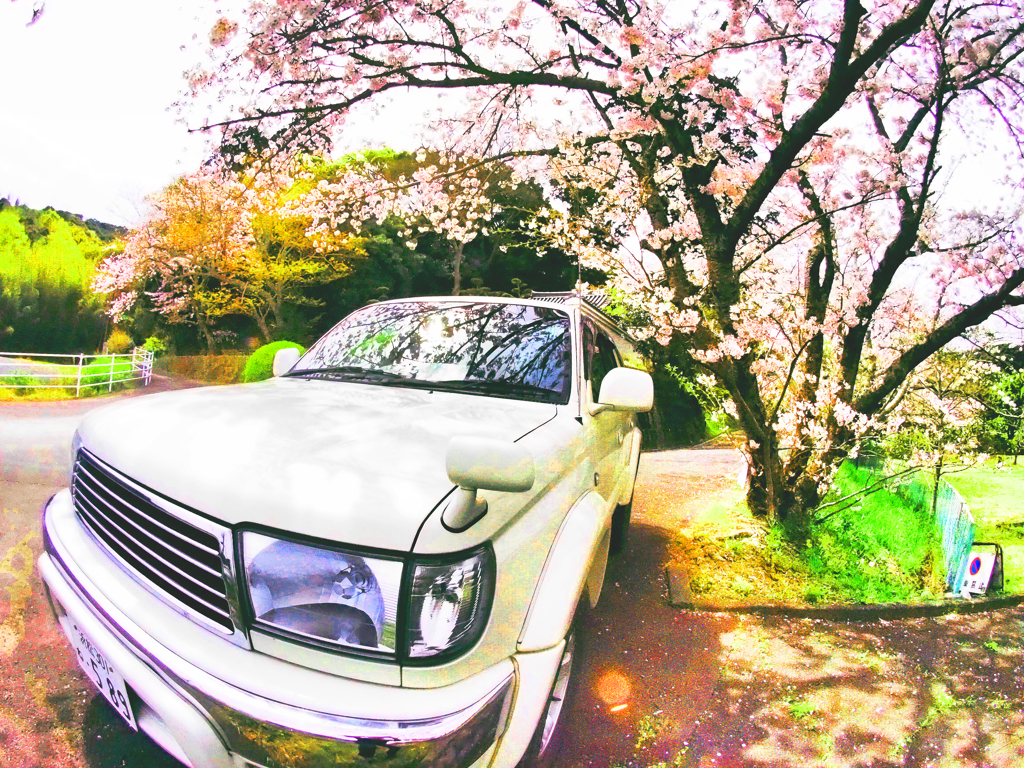 春の出勤