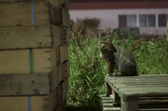 漁港の猫