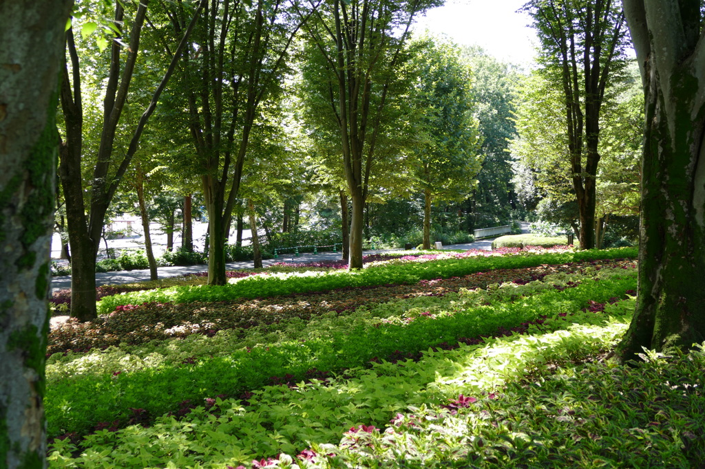 2014 コリウスの園（国営武蔵丘陵森林公園）