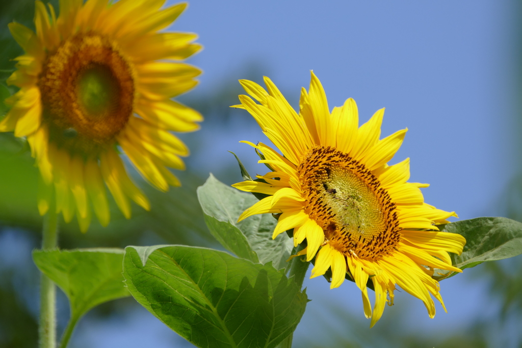 夏の花