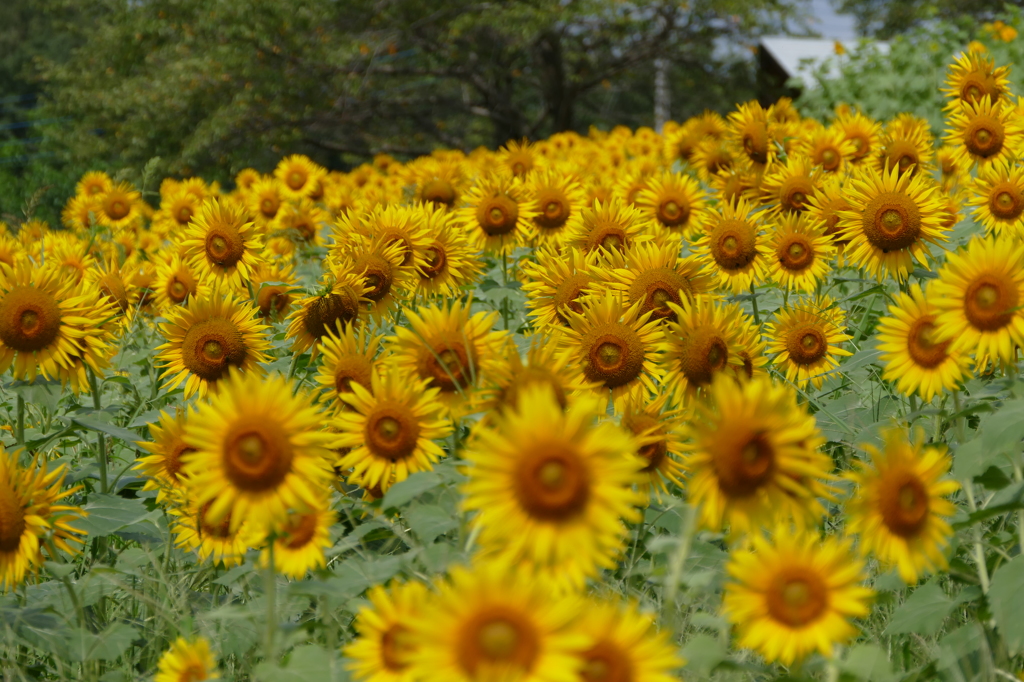 夏の花