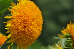 花の太陽