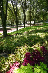 2014 コリウスの園（国営武蔵丘陵森林公園）