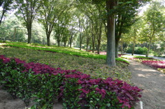 武蔵丘陵森林公園～コリウス園