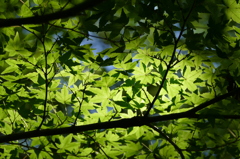 森林の緑