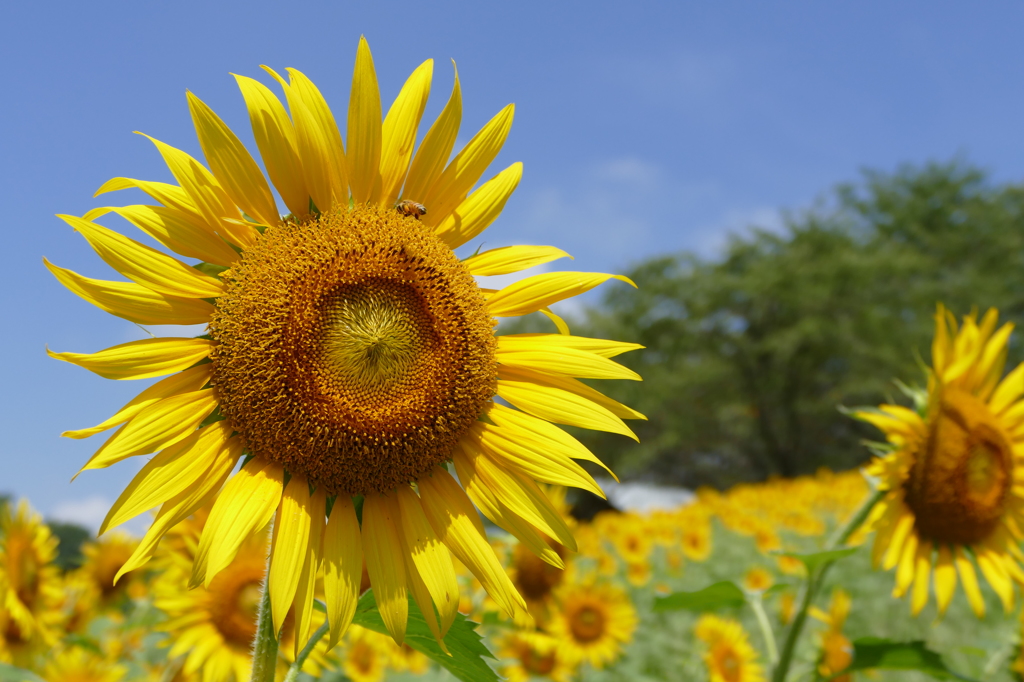 夏の花