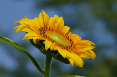 夏の花