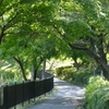 緑の小路