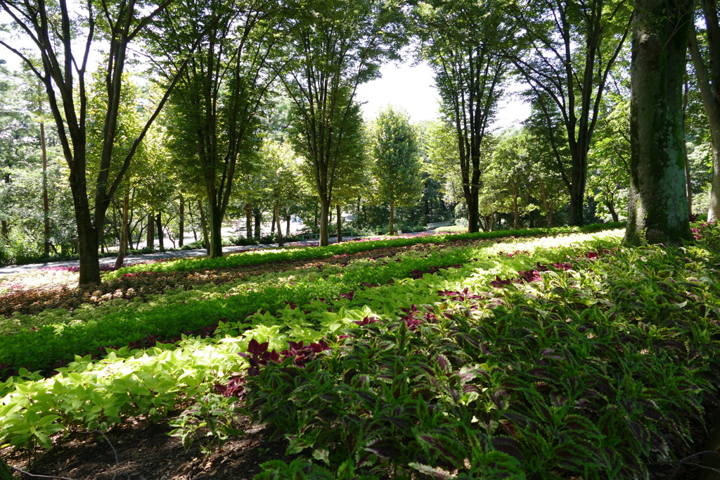2014 コリウスの園（国営武蔵丘陵森林公園）