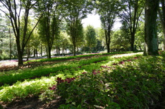 2014 コリウスの園（国営武蔵丘陵森林公園）