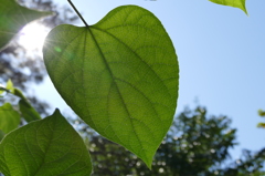 葉の裏を太陽に