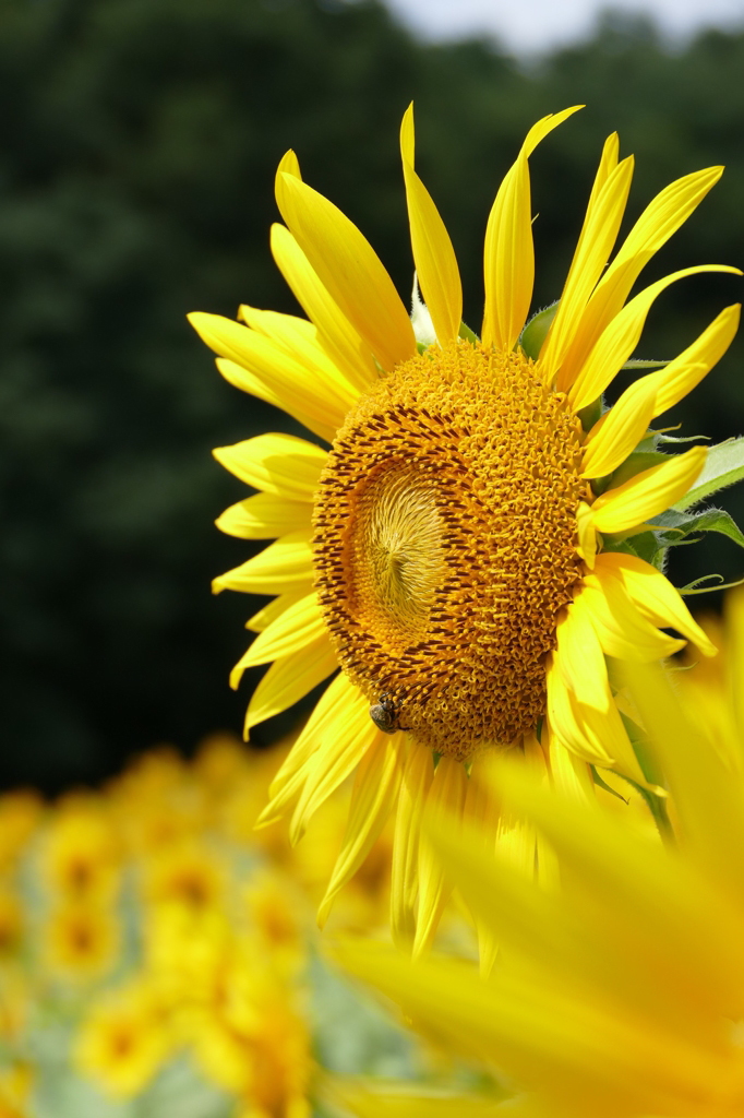 夏の花