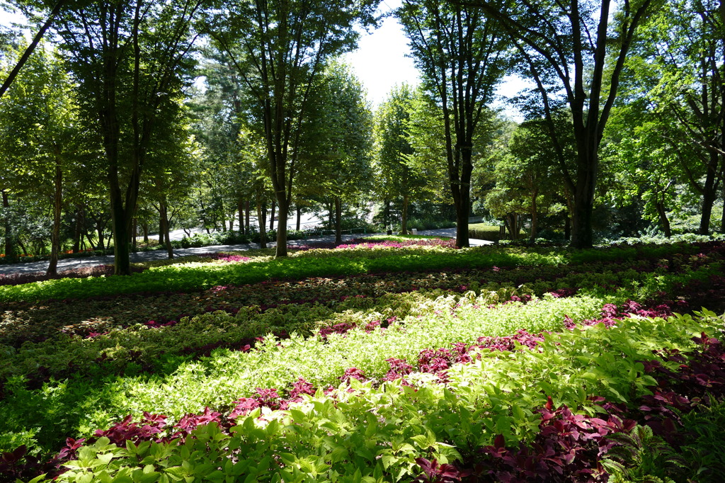 2014 コリウスの園（国営武蔵丘陵森林公園）